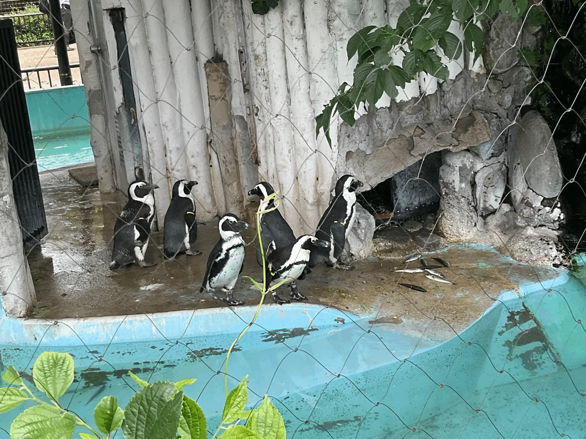 Appearance-and-Spectral-Based Identification System for Penguin Individuals